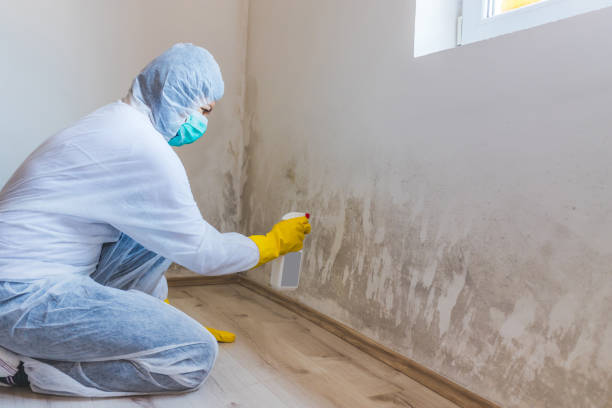 Licensed Attic Mold Removal service in Farmville, VA - WQB Mold Removal