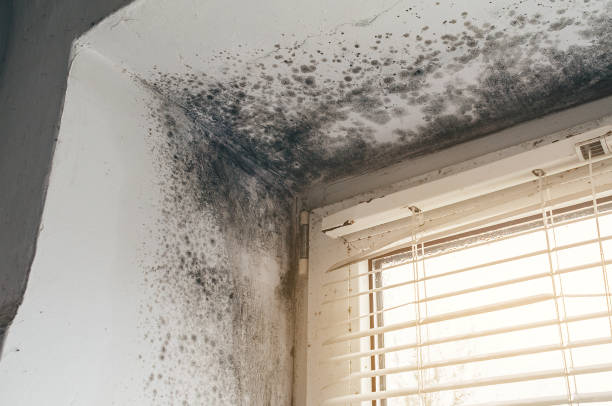 Affordable Attic Mold Removal solutions in Farmville, VA